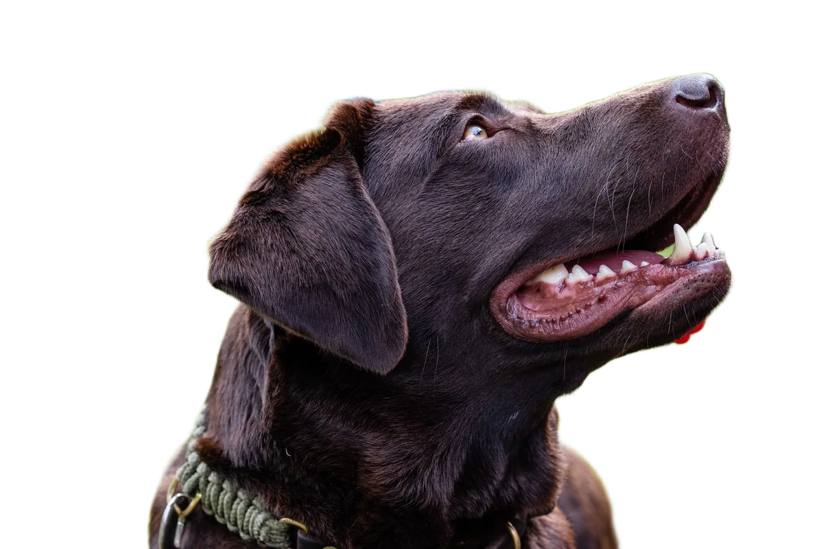 Labrador retriever, background removed by Alphelo